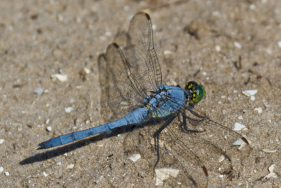 Blue Dasher