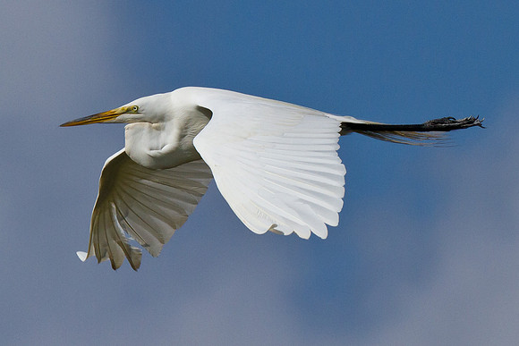 Great Egret