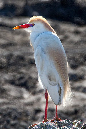 Cattle Egret