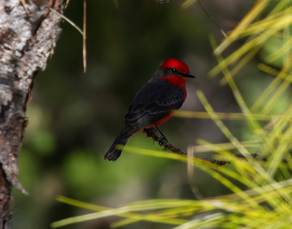 Vermillion Flycatcher