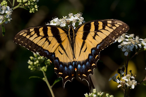 Tiger Swallowtail Butterfly