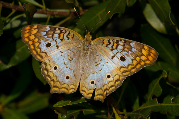 White Peacock Butterfly