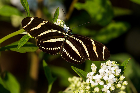 Zebra Longwing Butterfly