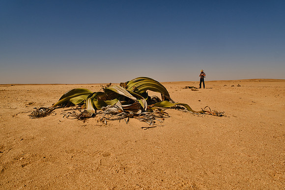 Welwitschia Plant, Namib Desert