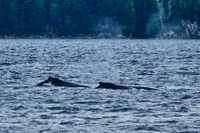 Sitka