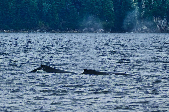 Sitka