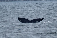 Sitka