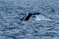 Sitka