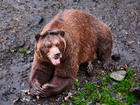 Sitka