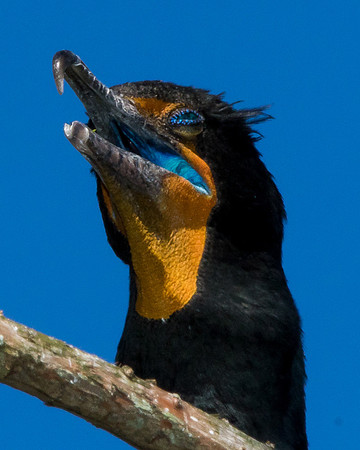 Double Crested Cormorant