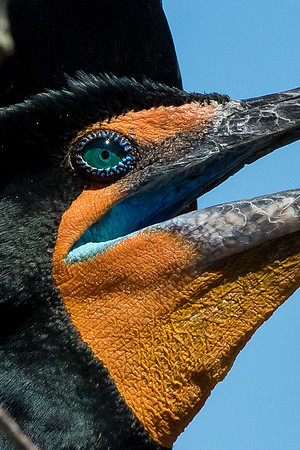 Double Crested Cormorant