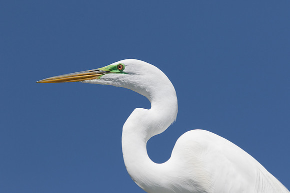 Great Egret