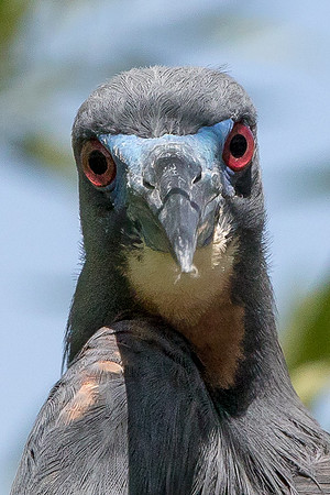 Tri-color Heron