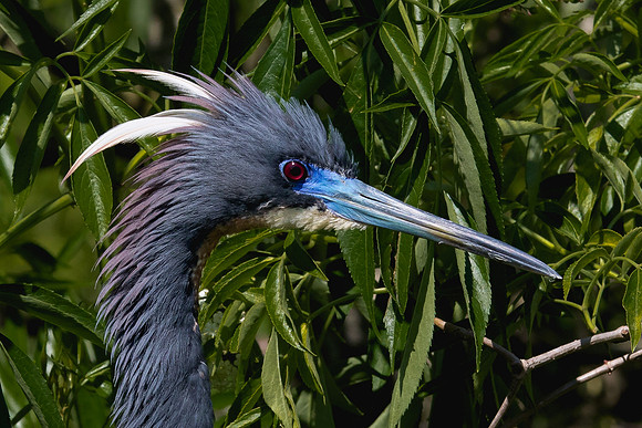 Tri-color Heron