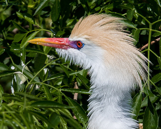 Cattle Egret