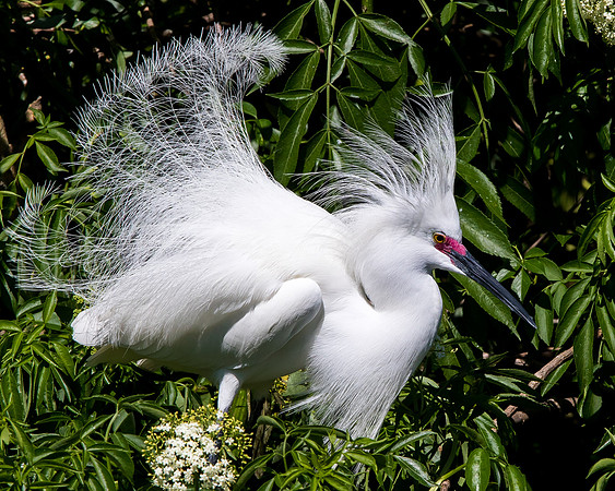 Snowy Egret