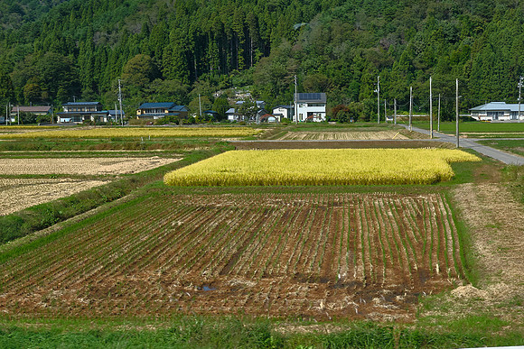 Miyako