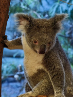Australia 2026