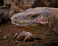 Komodo Island 2026