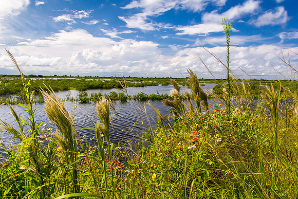 Florida Fall Foliage
