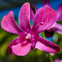 Hot Pink Dendrobium Orchid