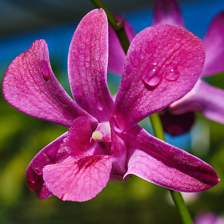 Hot Pink Dendrobium Orchid