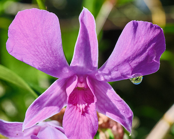 Delicate Lavender Dendrobium Orchid