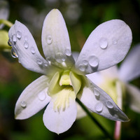 Delicate White Dendrobium Orchid