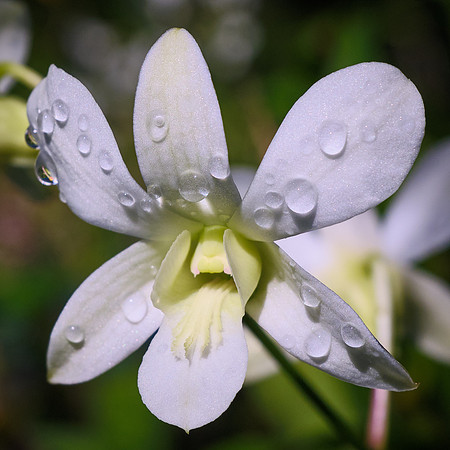 Delicate White Dendrobium Orchid