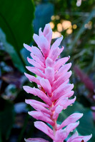 Pink Ginger