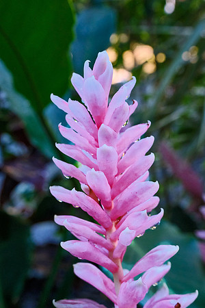 Pink Ginger