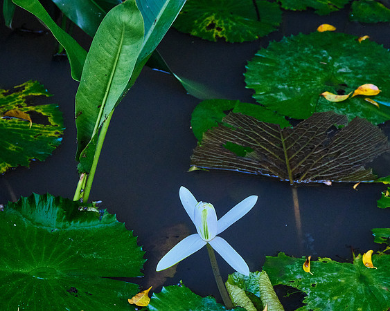 Ready to Bloom