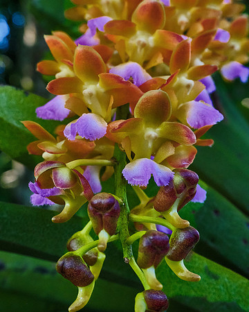 Bangkok Sunset Orchid
