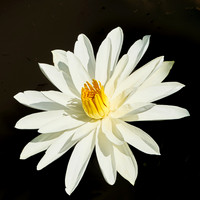 White Water Lily