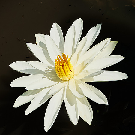 White Water Lily