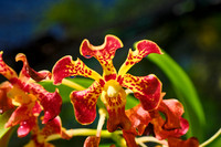 Vanda Orchid