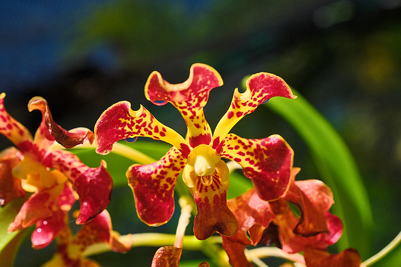 Vanda Orchid