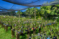 South Seas Orchid Farm