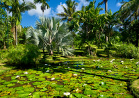 Lilly Pond at South Seas Orchid Farm