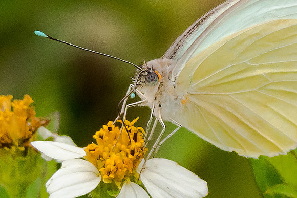 Great Southern White
