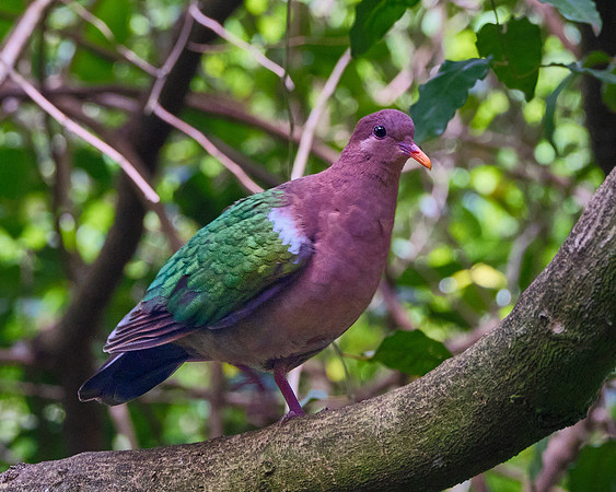 Pacific Emerald Dove