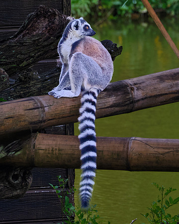 Lemur