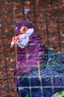 Pacific Emerald Dove