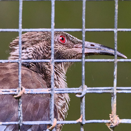 Friarbird