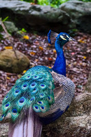 Indian Pea Fowl
