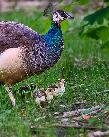 Indian Pea Fowl, with chicks