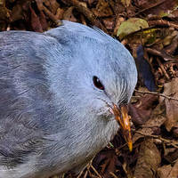 Kagu Bird