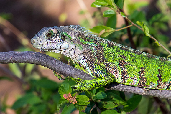 Devils Island Reptile Resident
