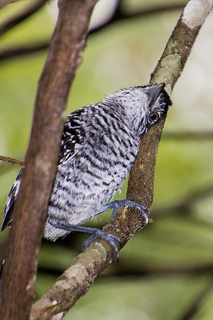 Male Barred Antshrike