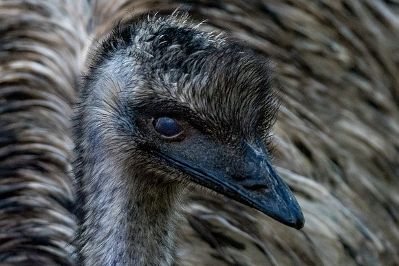 Healesville Emu